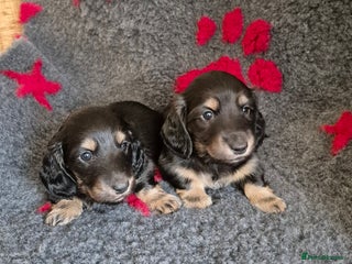 Miniature Dachshund dogs Long Hair Miniature Dachshund Puppies. - Advert 14