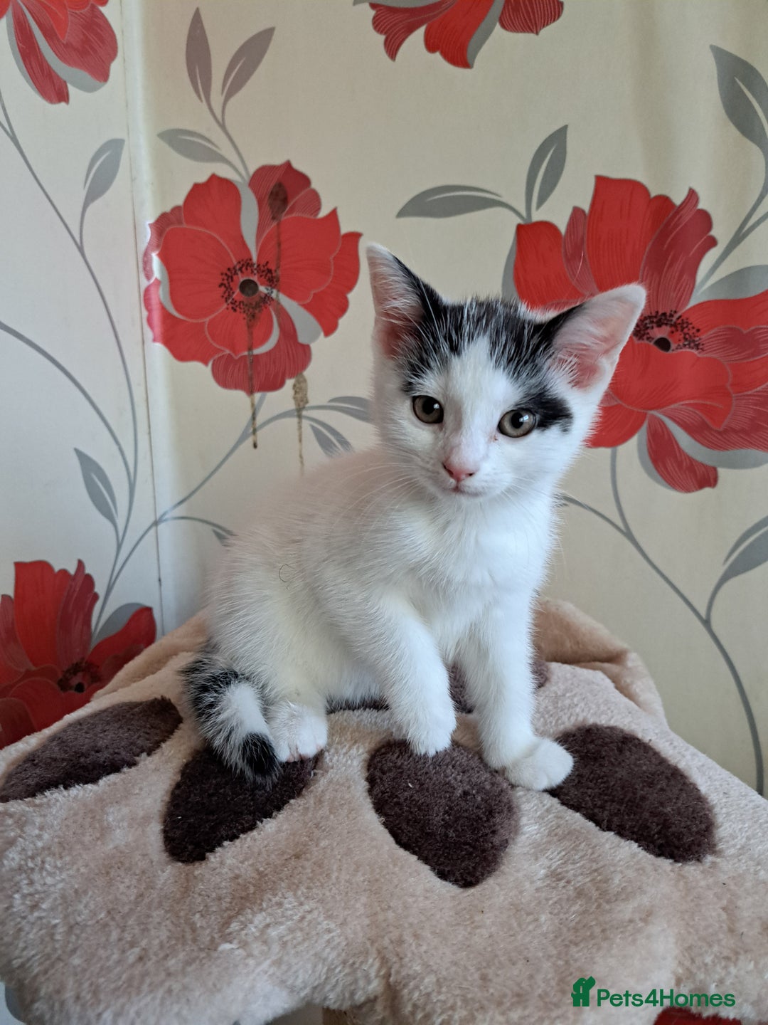 Mixed Breed cats for sale: 3 adorable kittens for sale - Image 3