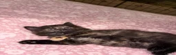 Mixed Breed cats for sale: Beautiful kittens looking for their forever homes - Advert 3