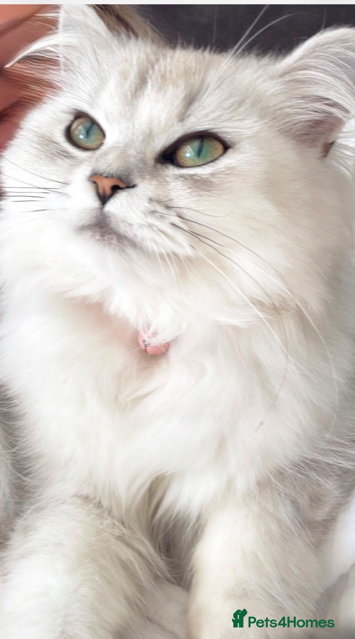 Persian cats Female Persian chinchilla  - Advert 14