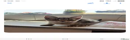 Savannah cats for sale: SAVANNAH X MAINE COON KITTENS EXCEPTIONAL QUALITY - Advert 6