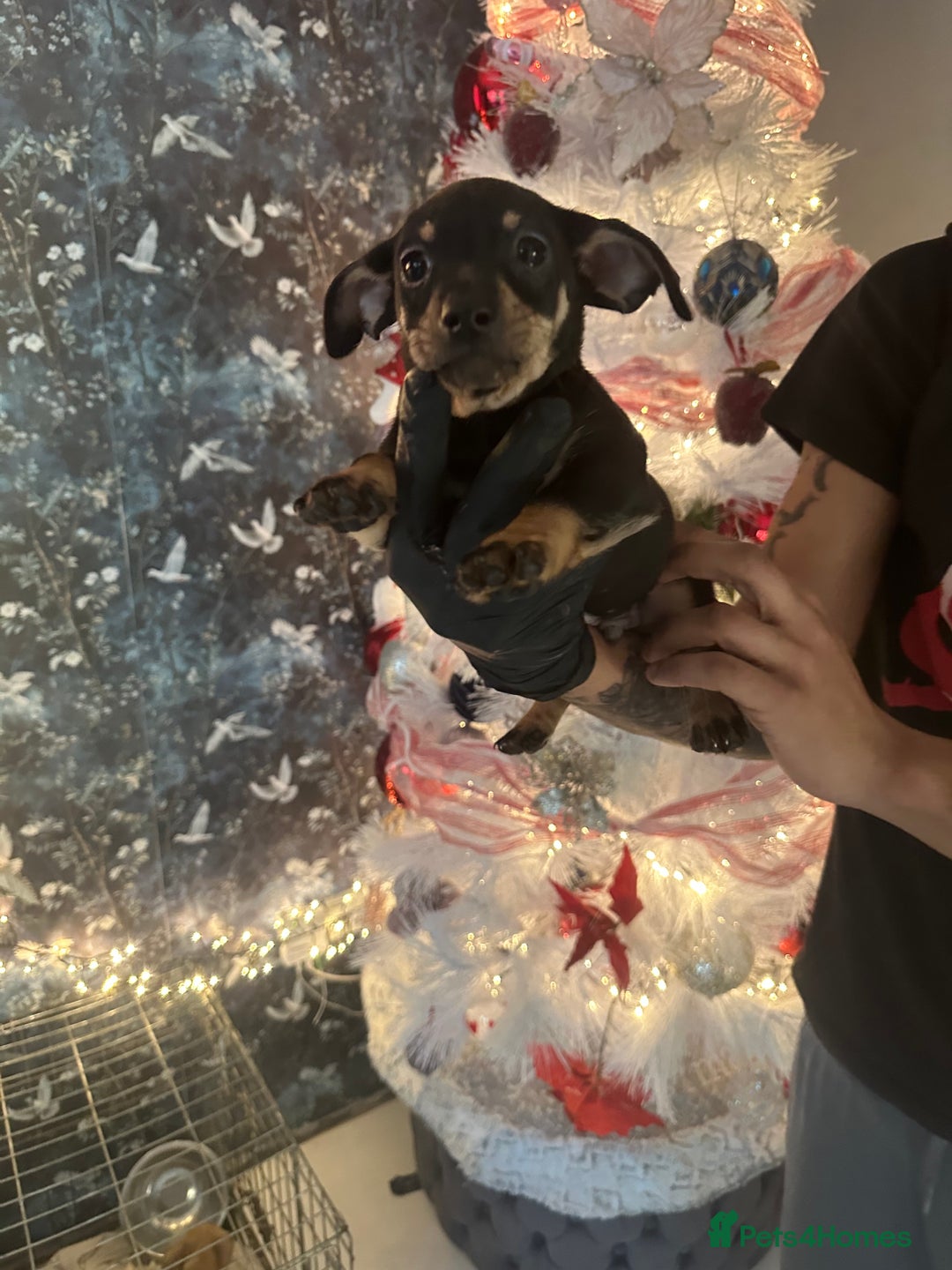 Mixed Breed dogs for sale: Chiwennie puppies  - Advert 10