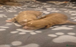 Cockapoo dogs for sale: 2 boys Cockapoo  - Image 2