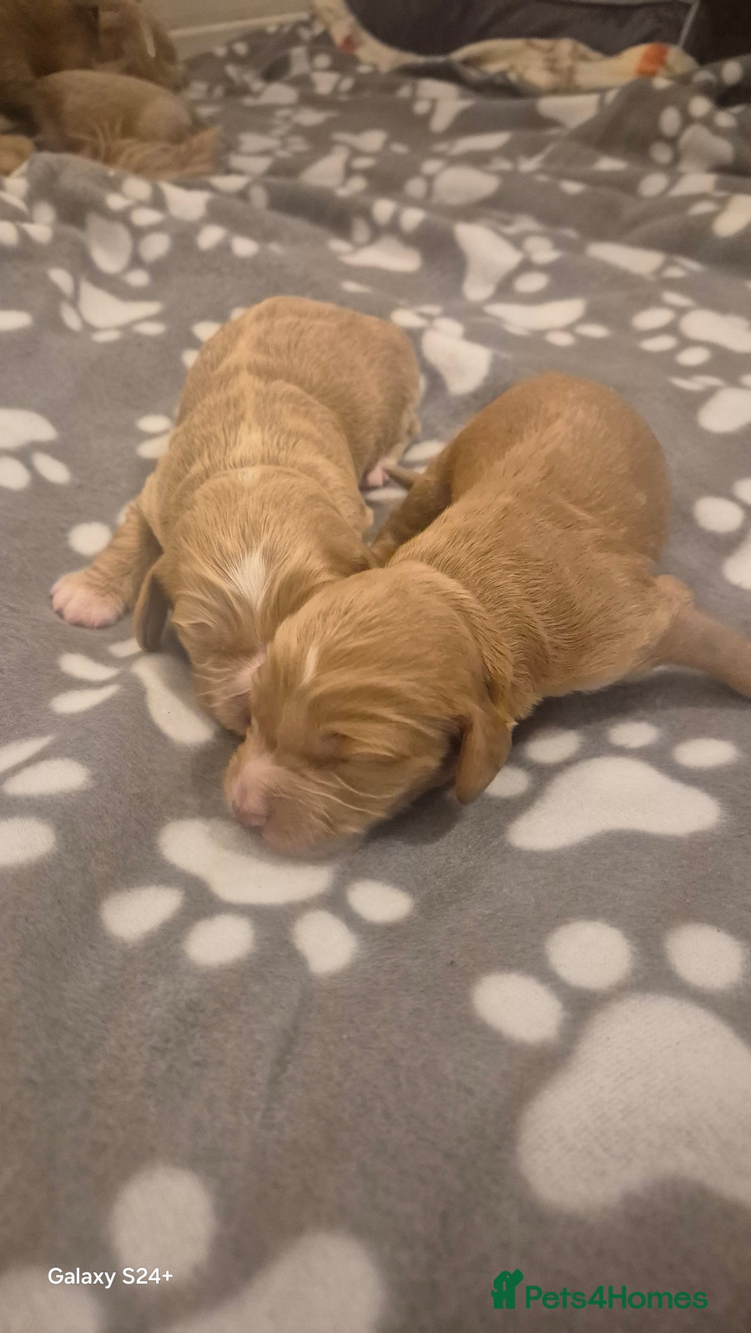 Cockapoo dogs for sale: 2 boys Cockapoo  - Image 2