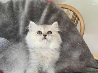 British Longhair cats in Bournemouth - Advert 2