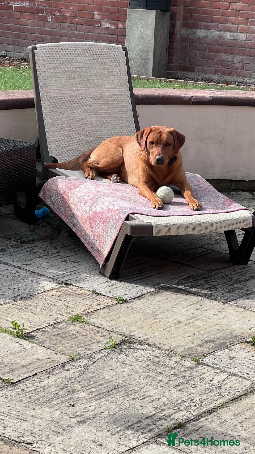 Labrador Retriever dogs for sale: Red fox Labrador litter due December 2026 in Ellesmere - Advert 2