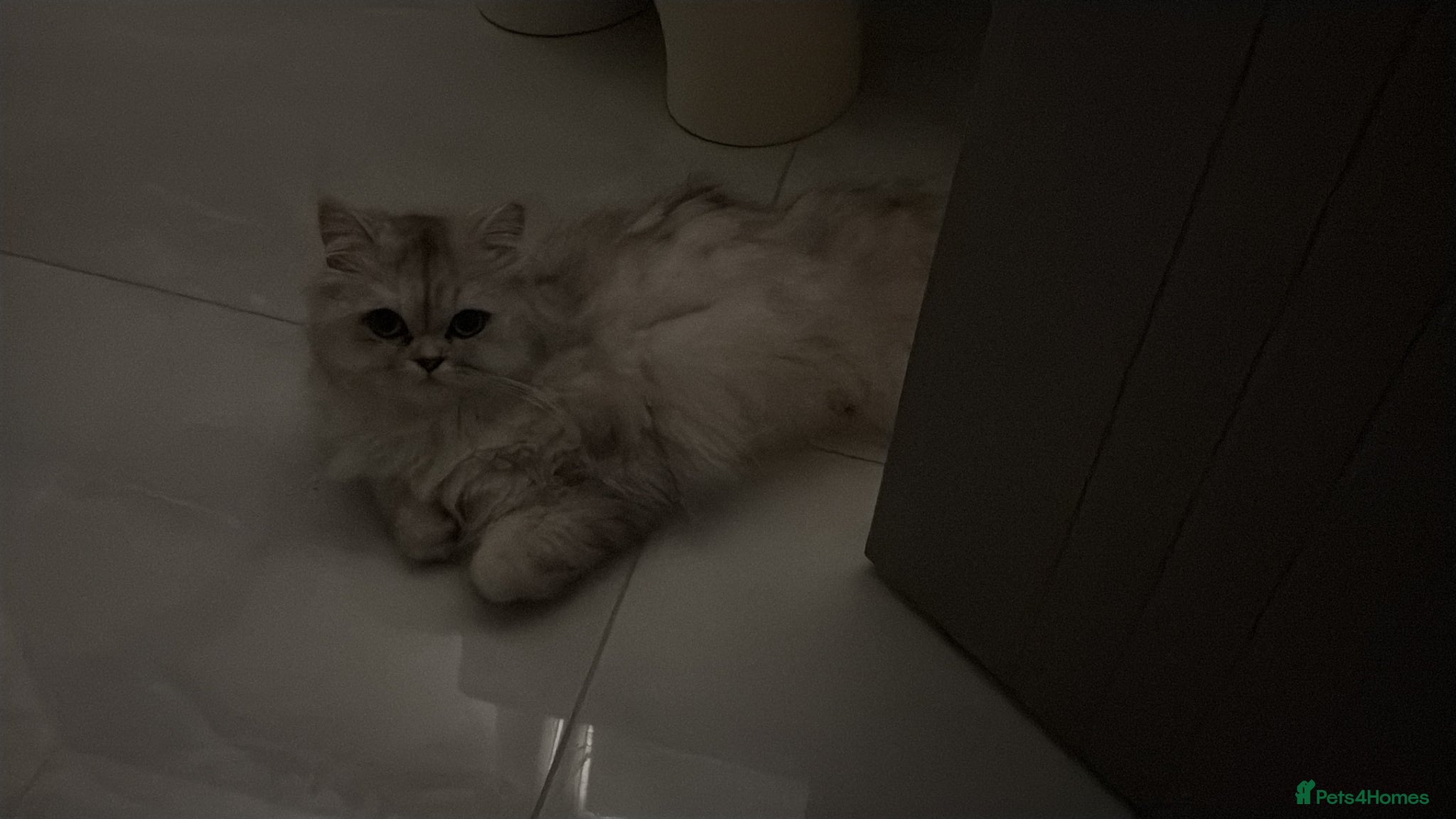 Persian cats Mixed Persians  - Advert 3