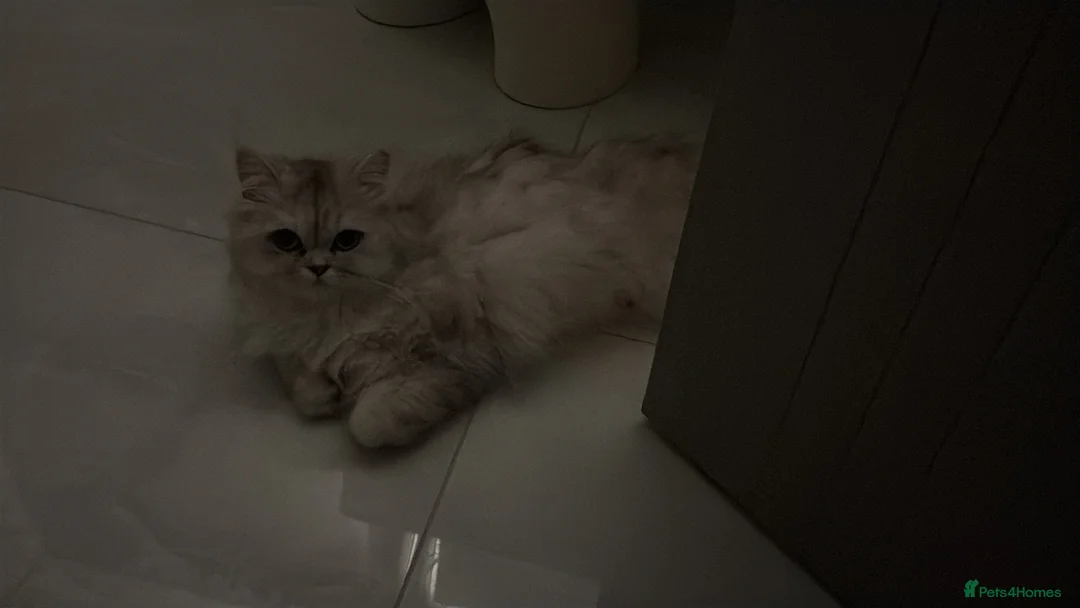Persian cats for sale: Mixed Persians  - Advert 1