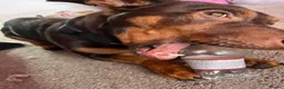 Jack Russell dogs for stud: Mister Marshall Parkinson in Ilkley - Advert 10