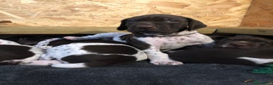 German Shorthaired Pointer Puppy 2