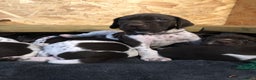 German Shorthaired Pointer dogs for sale: ALL RESERVED  - Advert 32