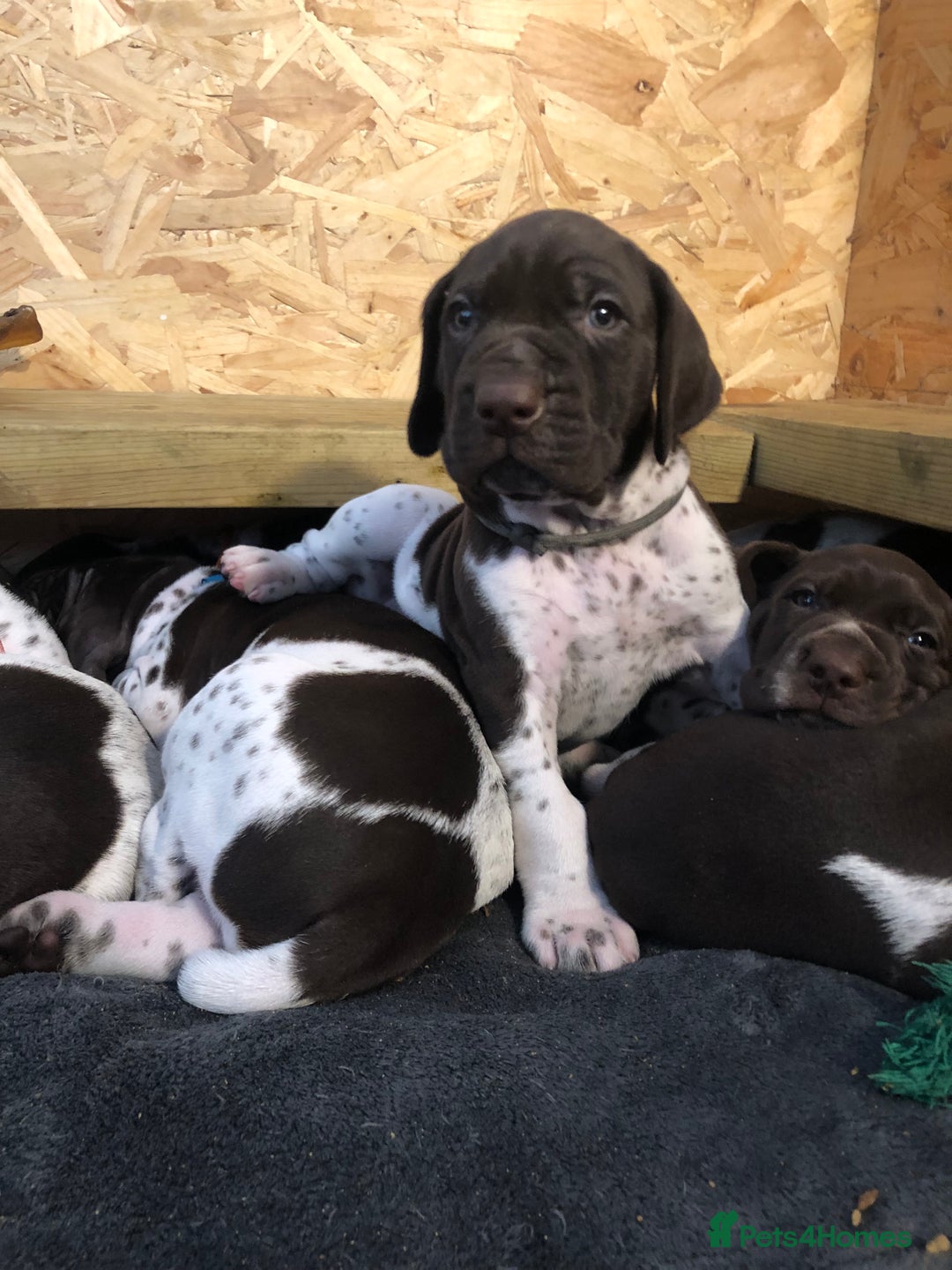 German Shorthaired Pointer dogs for sale: ALL RESERVED  - Advert 32