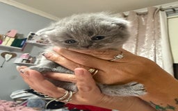 Himalayan cats for sale: 3 kittens Himalayan x Scottish fold Ready now - Image 21