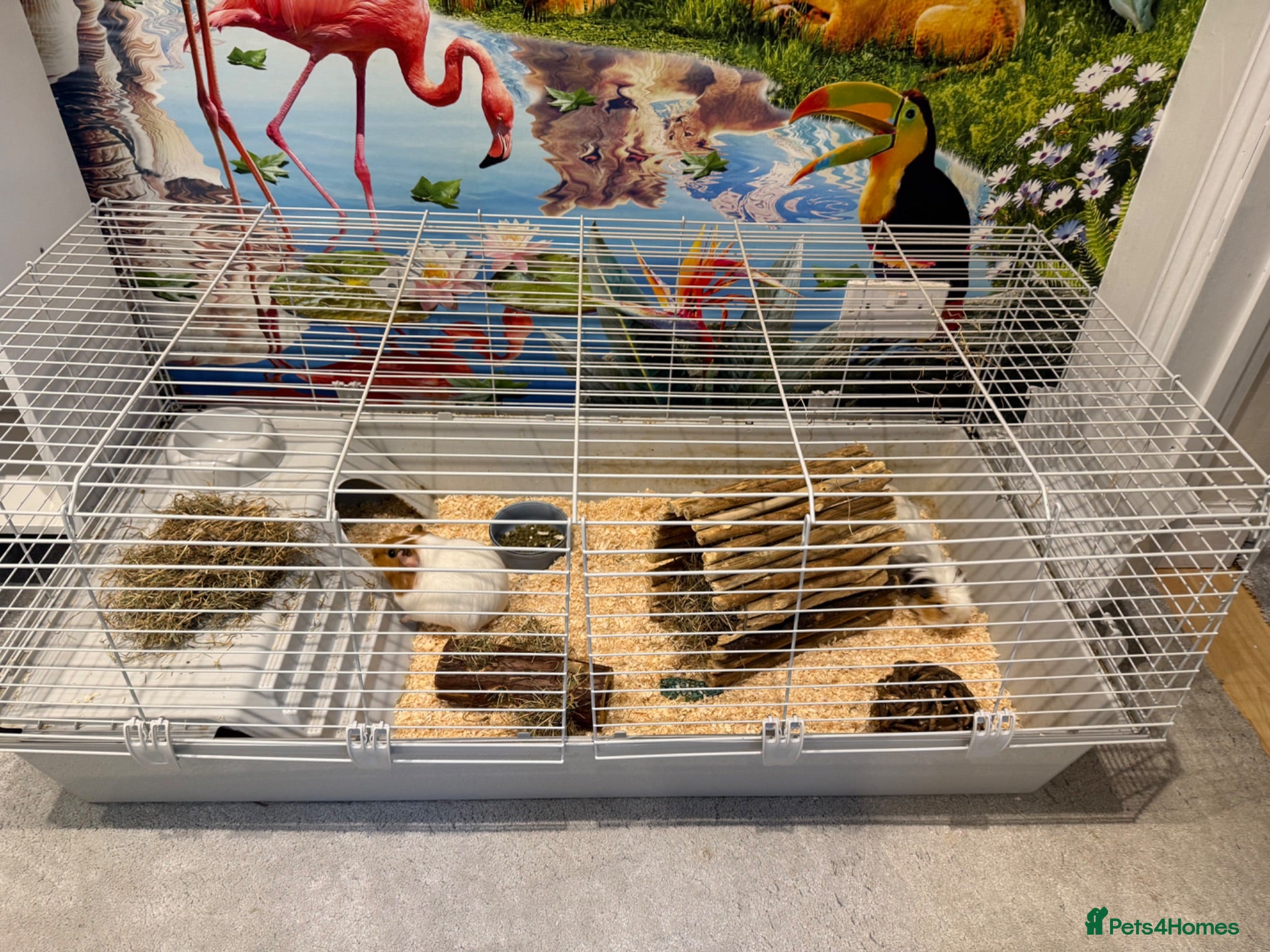 Guinea Pig rodents Cotton and Candy need a loving home!  - Advert 2