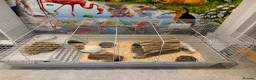 Guinea Pig rodents for sale: Cotton and Candy need a loving home!  in Northolt - Advert 2