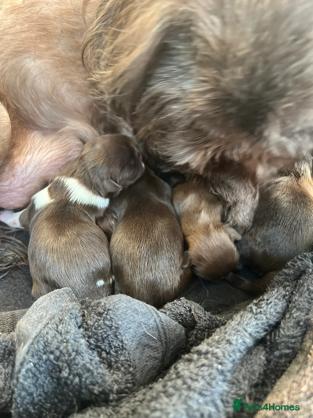 Shih Tzu dogs for sale: Beautiful baby shitzus  - Advert 7