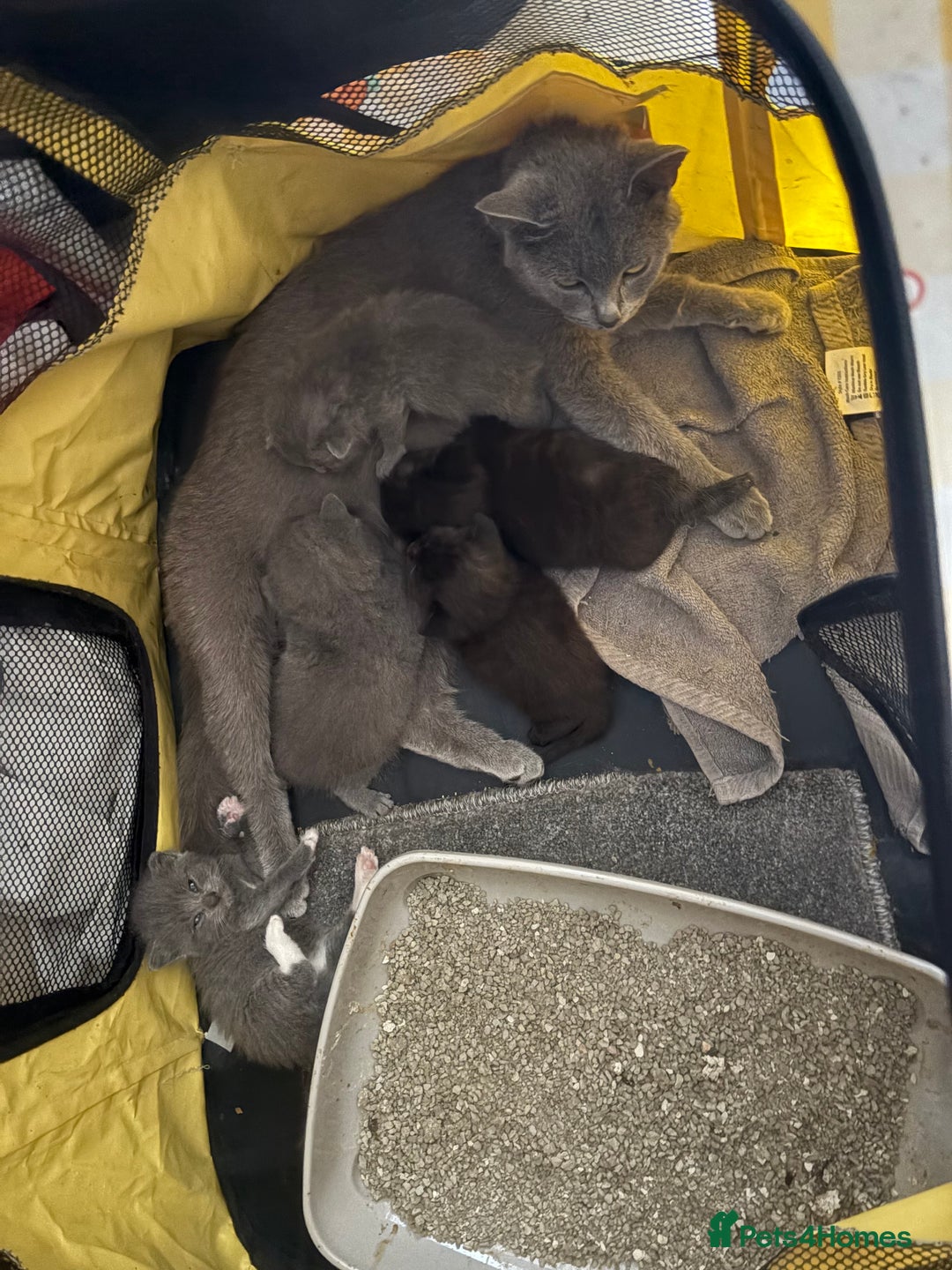 British Shorthair cats for sale: British Shorthair chocolate/grey colours  - Image 21