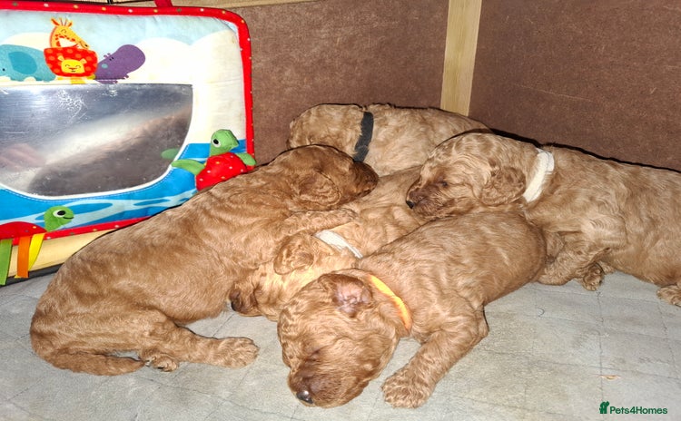Cavapoo dogs - Advert 1