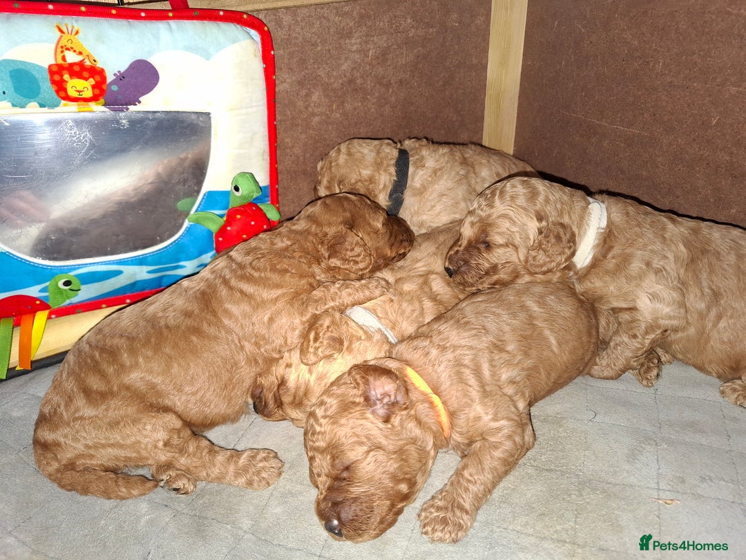 Cavapoo dogs for sale: Amazing Cavapoo's 🐶❤️ - Image 3