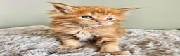 Maine Coon cats for sale: Stunning Pedigree Maine Coon Kittens  - Advert 2