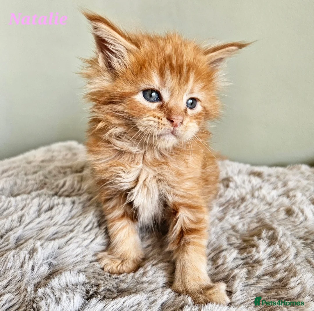 Maine Coon cats for sale: Stunning Pedigree Maine Coon Kittens  - Advert 2