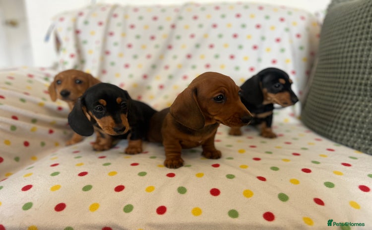 Miniature Dachshund dogs - Advert 8