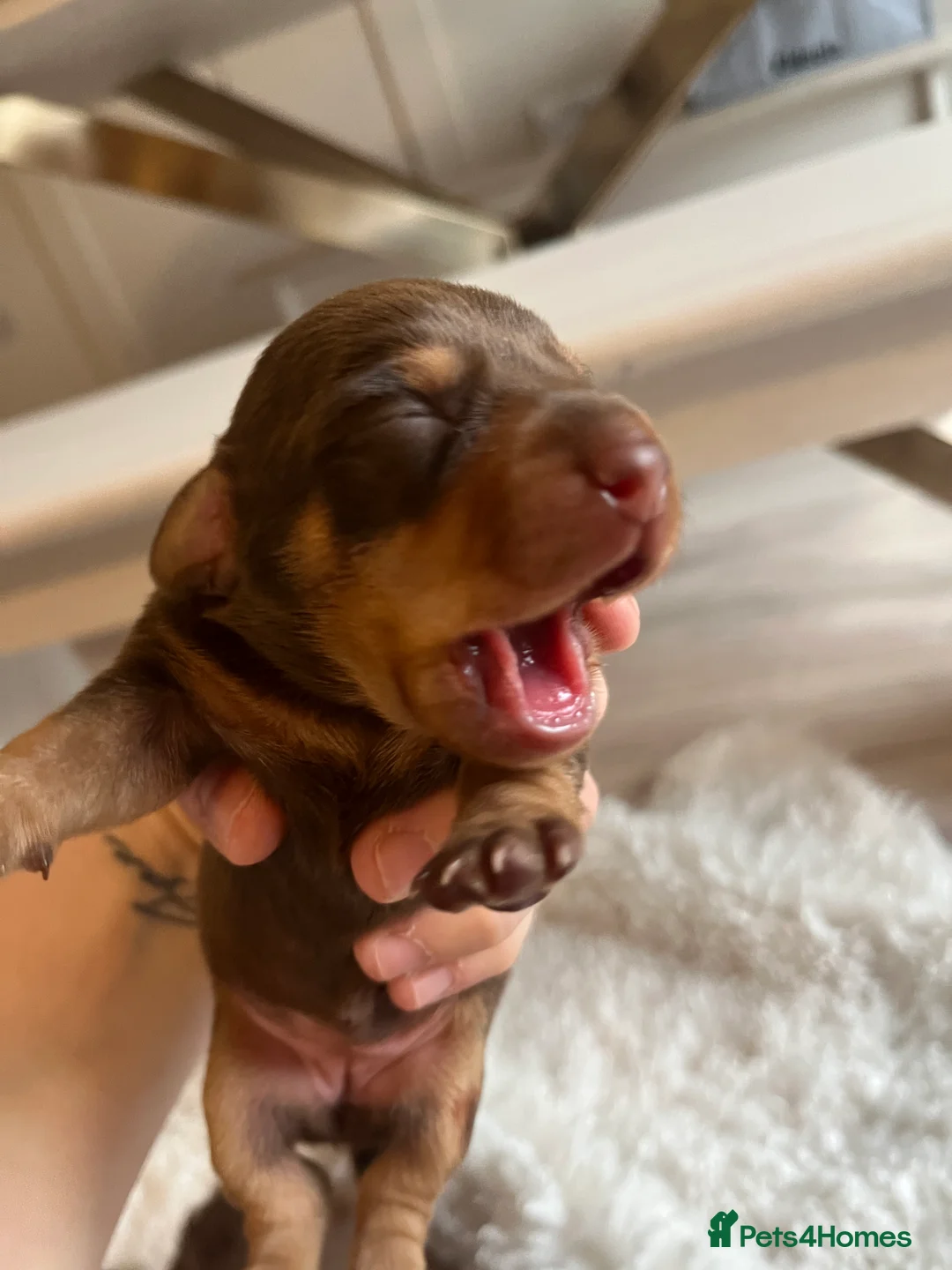Miniature Dachshund dogs for sale: Miniature dachshunds for sale  - Advert 1