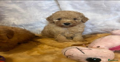 Cavapoo dogs - Advert 8