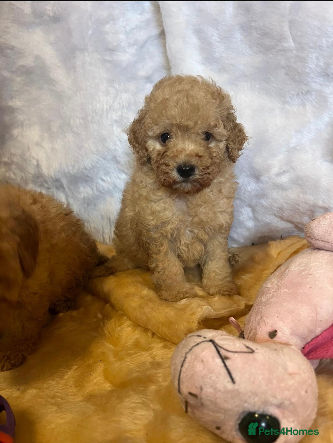 Cavapoo dogs for sale: Cavapoo mixed litter  - Image 2