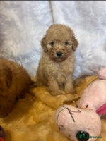 Cavapoo dogs - Advert 8