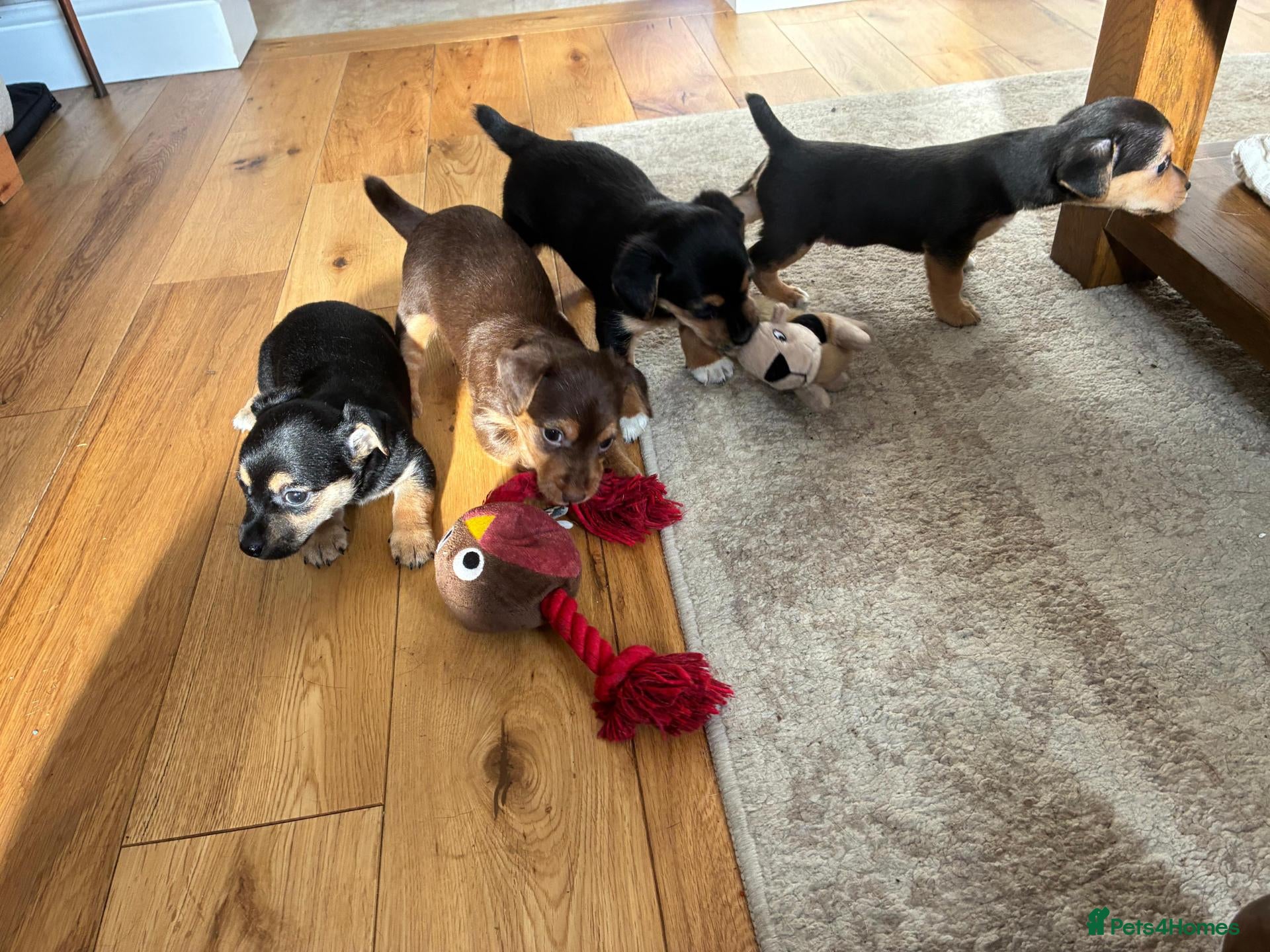 Jack Russell dogs for sale: Beautiful Black and Tan Jack Russell Puppies - Advert 8