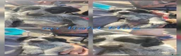 Mixed Breed dogs for sale: Mongrel pups - Advert 6