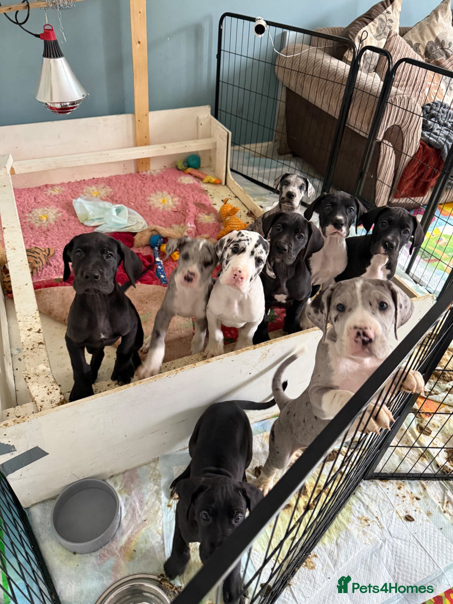 Great Dane dogs Stunning pure bred Great Dane puppies - Advert 11