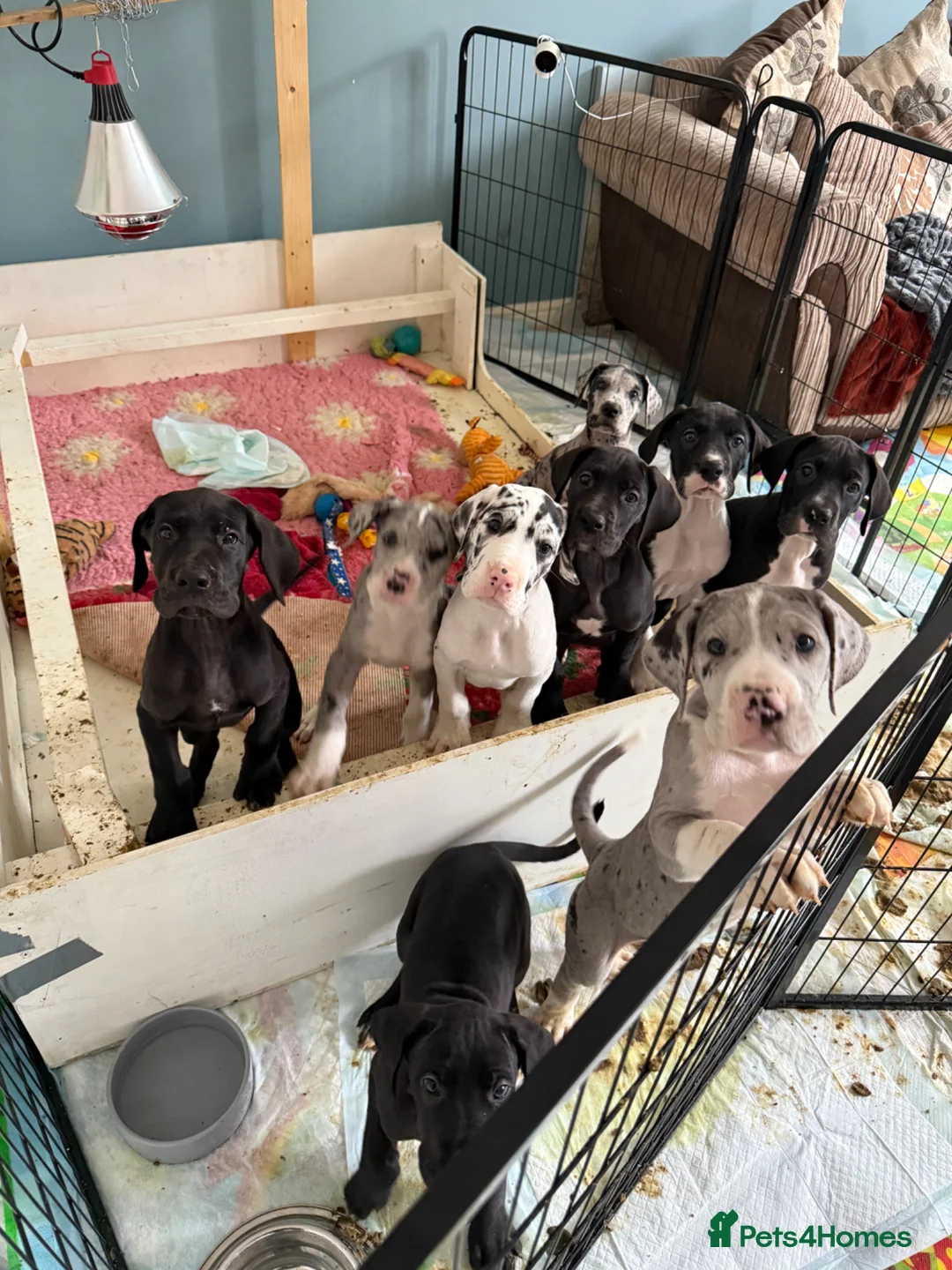 Great Dane dogs for sale: Last 3 remaining stunning Great Dane puppies - Advert 1