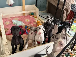 Great Dane dogs Stunning pure bred Great Dane puppies - Advert 11
