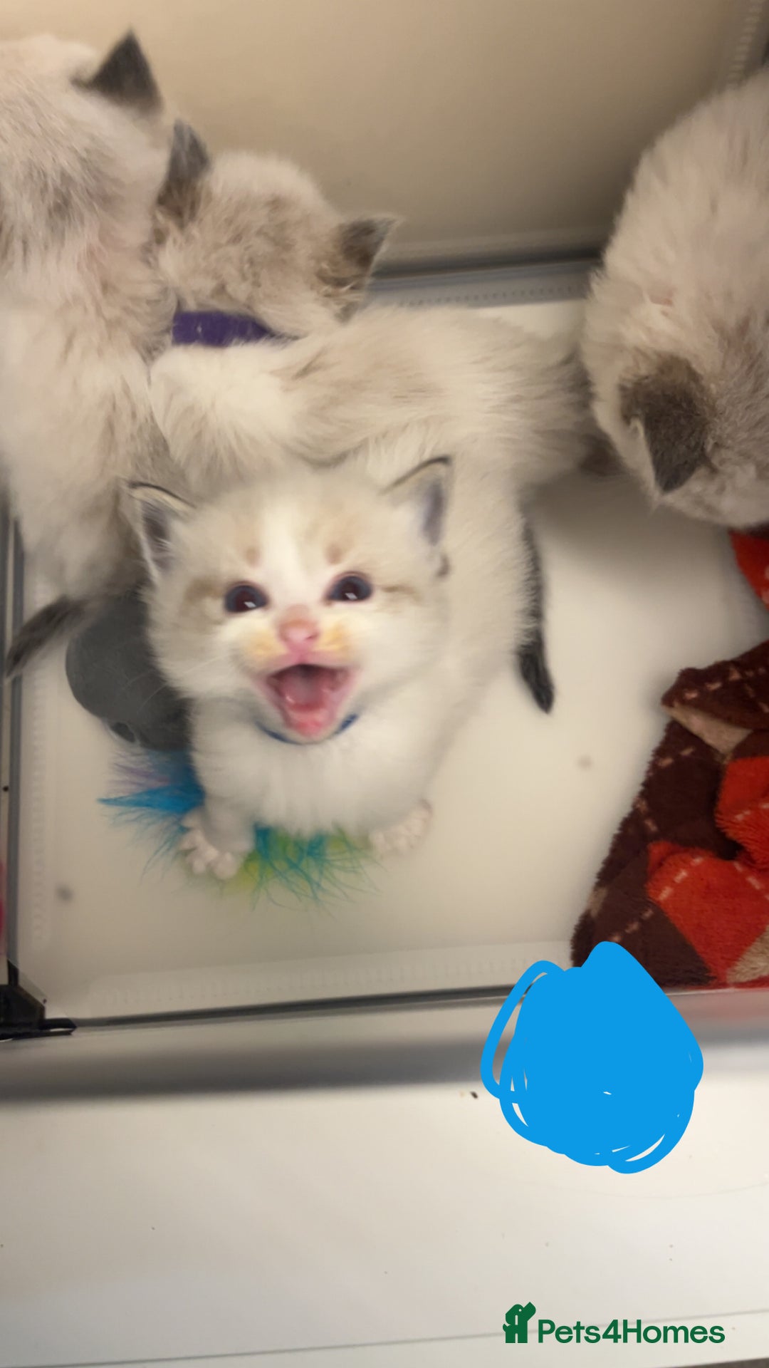 Ragdoll cats for sale: Beautiful Ragdoll kittens - Advert 5