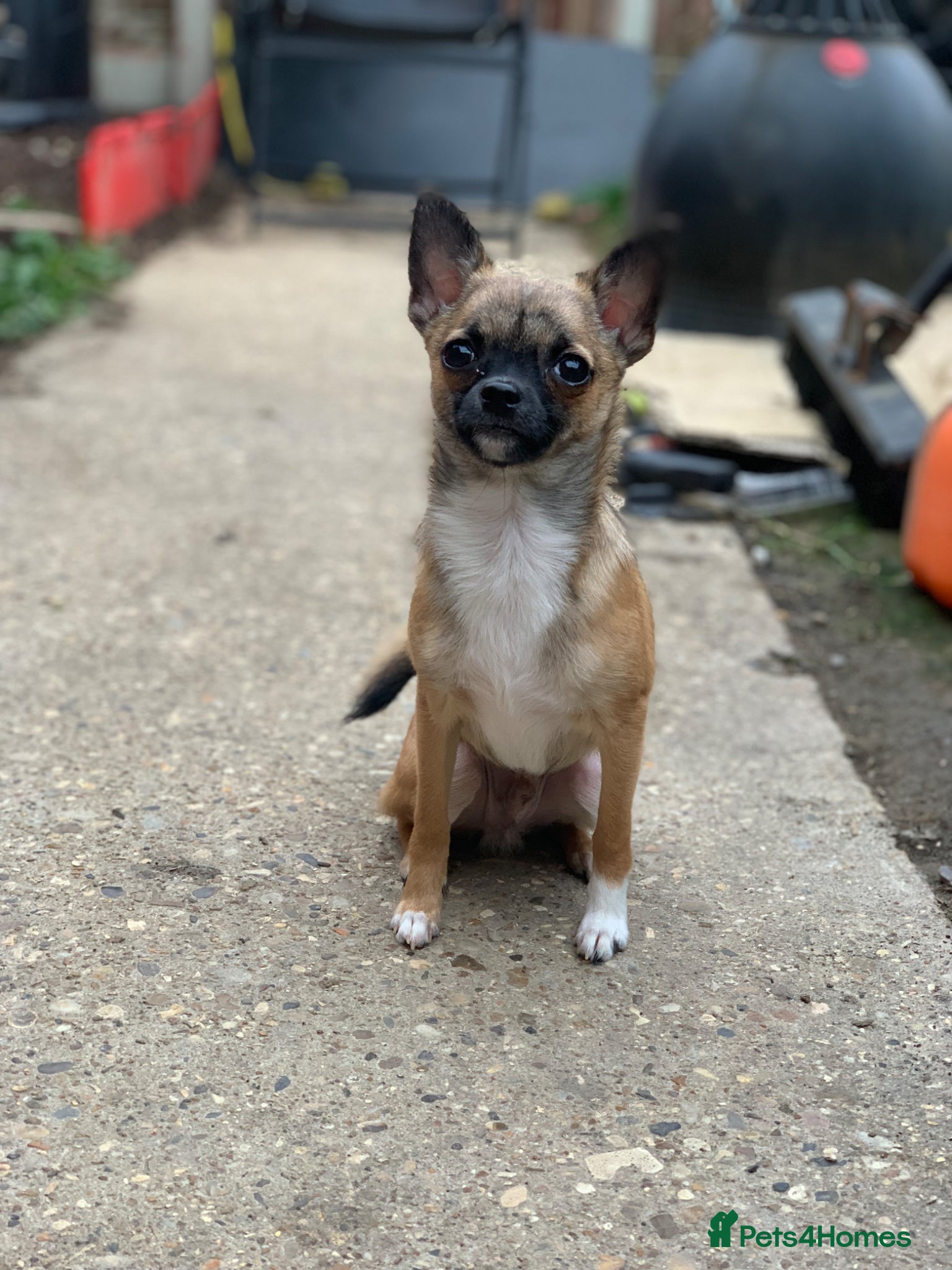 Pomchi dogs last male /no longer for sale but will be a stud - Advert 2