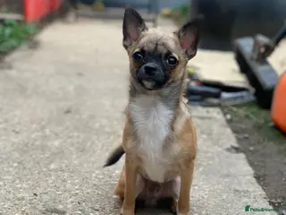 Pomchi dogs last male /no longer for sale but will be a stud - Advert 2