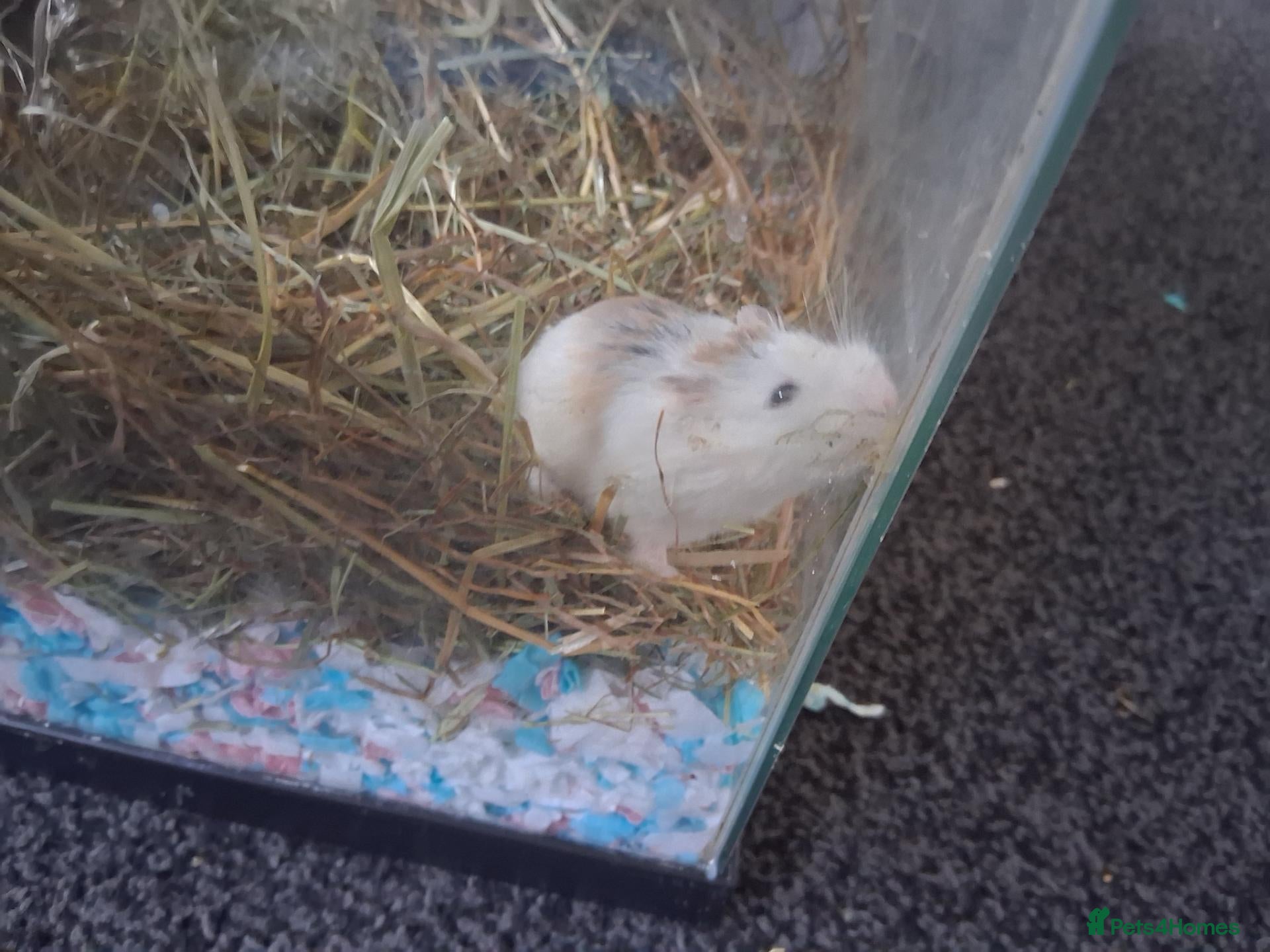Hamster rodents Male Robo Hamster 4 months - Advert 1