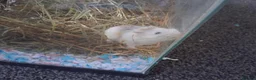 Hamster rodents for sale: Male Robo Hamster 4 months - Advert 1