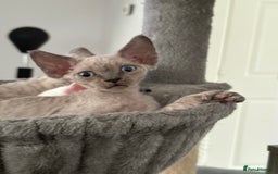Devon Rex cats for sale: ❤️2 male Devon rex available 😻 - Image 18