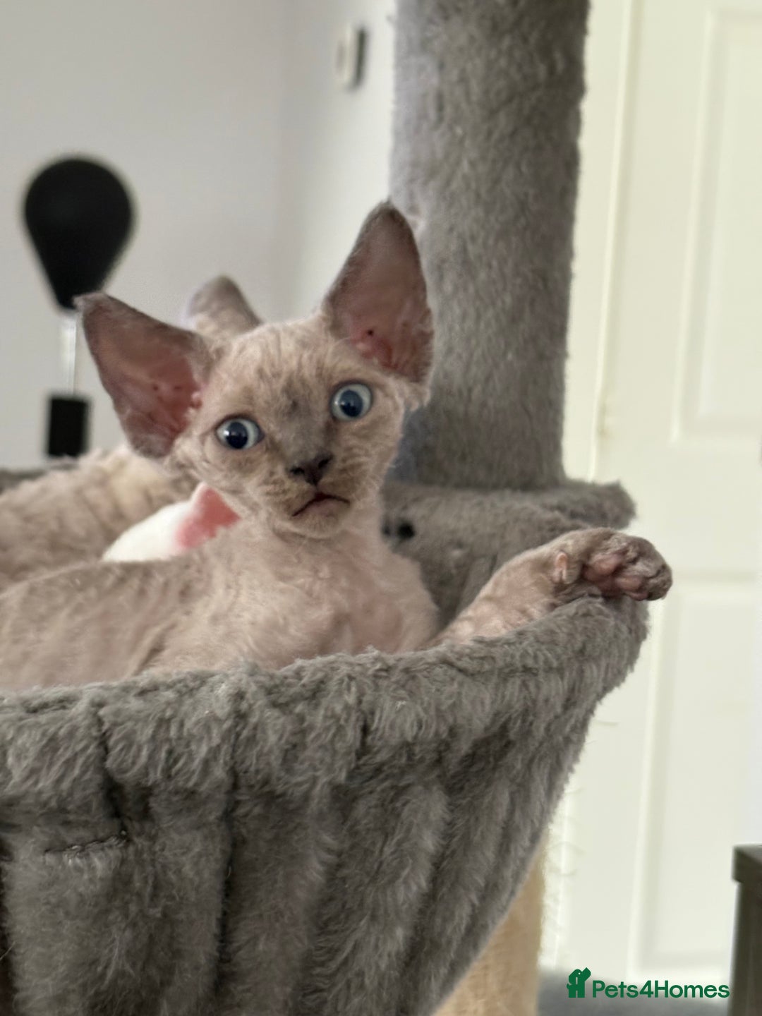 Devon Rex cats for sale: ❤️2 male Devon rex available 😻 - Image 18