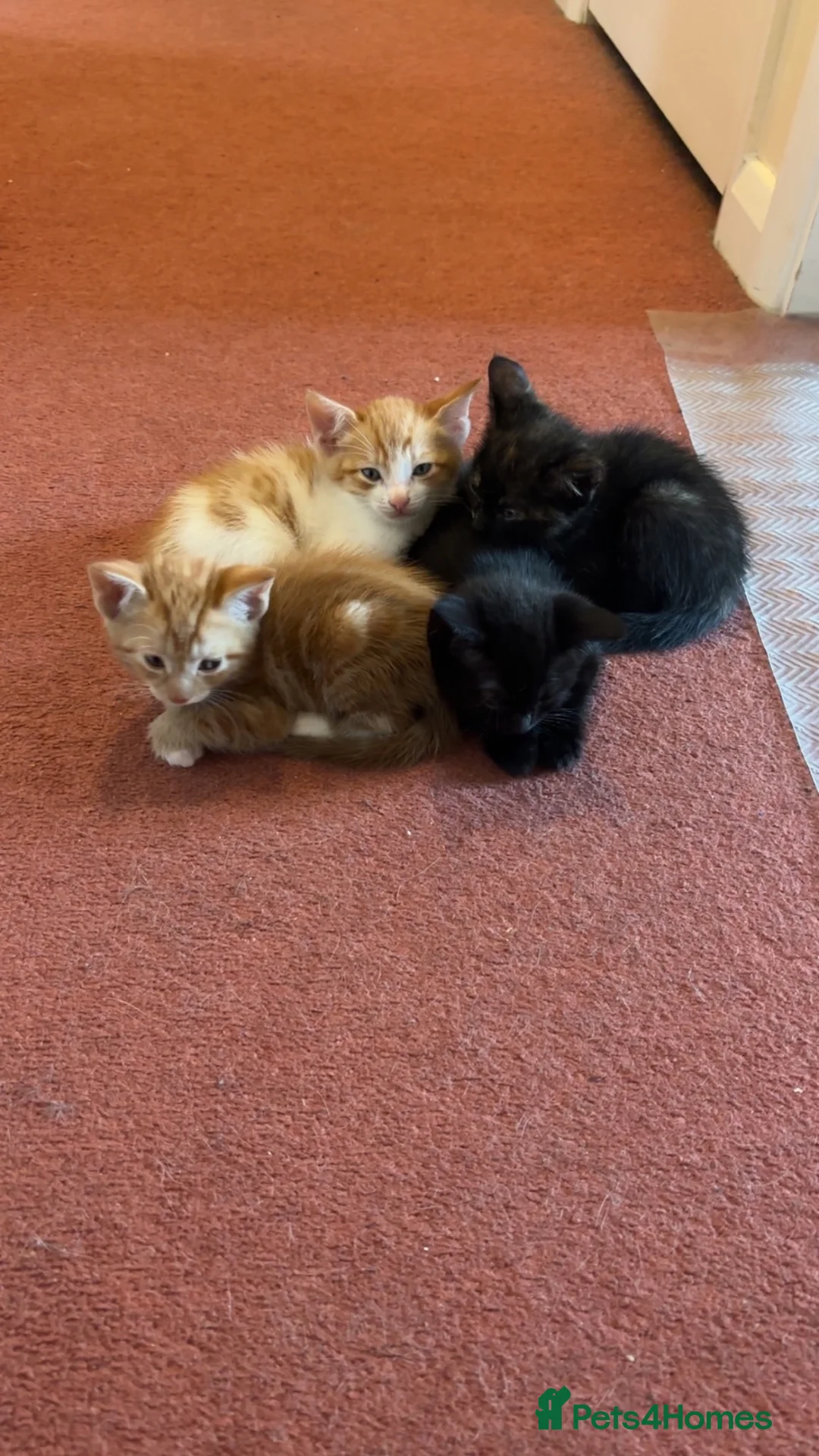 Mixed Breed cats for sale: 5 Beautiful Kittens For Sale  in Manchester - Advert 2