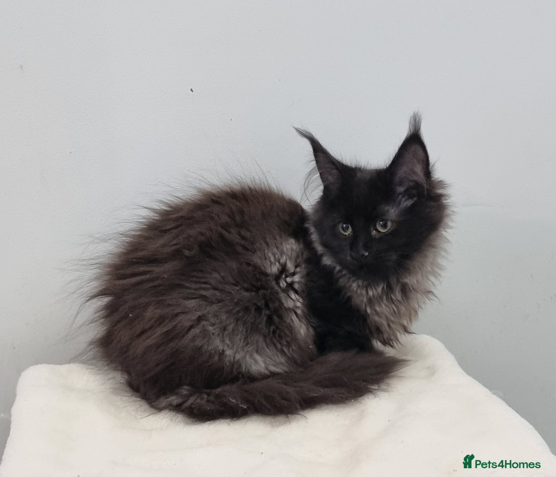 Maine Coon cats for sale: Pedigree Maine Coon Kittens for sale  - Advert 15