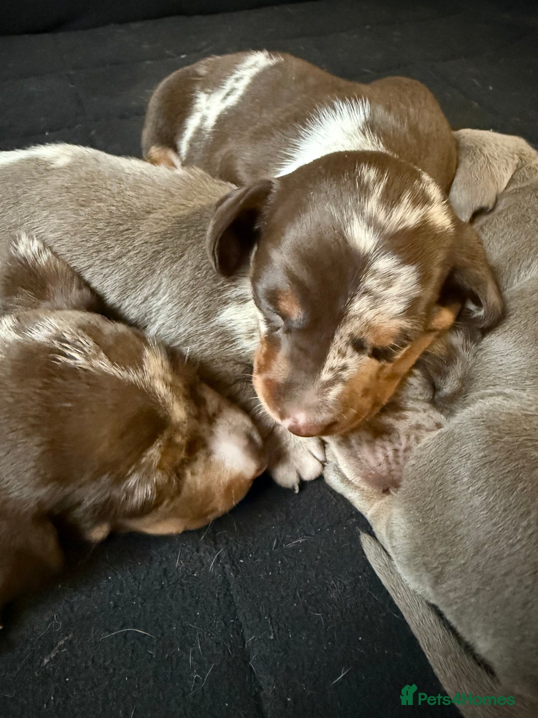 Miniature Dachshund dogs for sale: Beautiful kc mini dachshunds  - Image 24