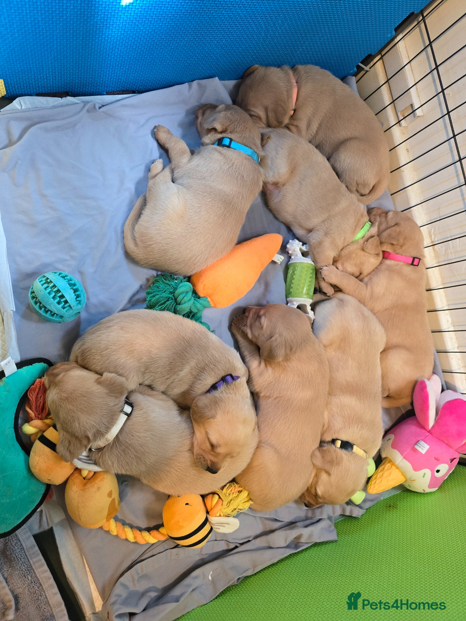 Labrador Retriever dogs Labrador Retriever puppies - Advert 16