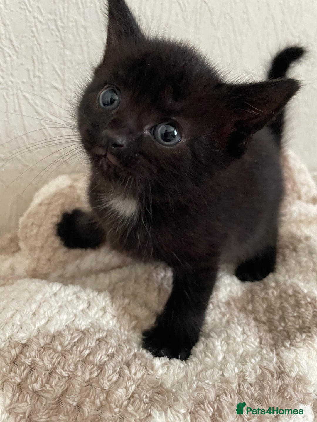 British Longhair cats for sale: Honey’s Kittens!  - Image 9