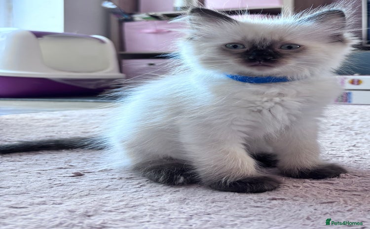 Ragdoll cats - Advert 5