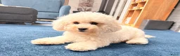 Cavapoo dogs for sale: 💙READY NOW💙  male cavapoo FHT  - Advert 17