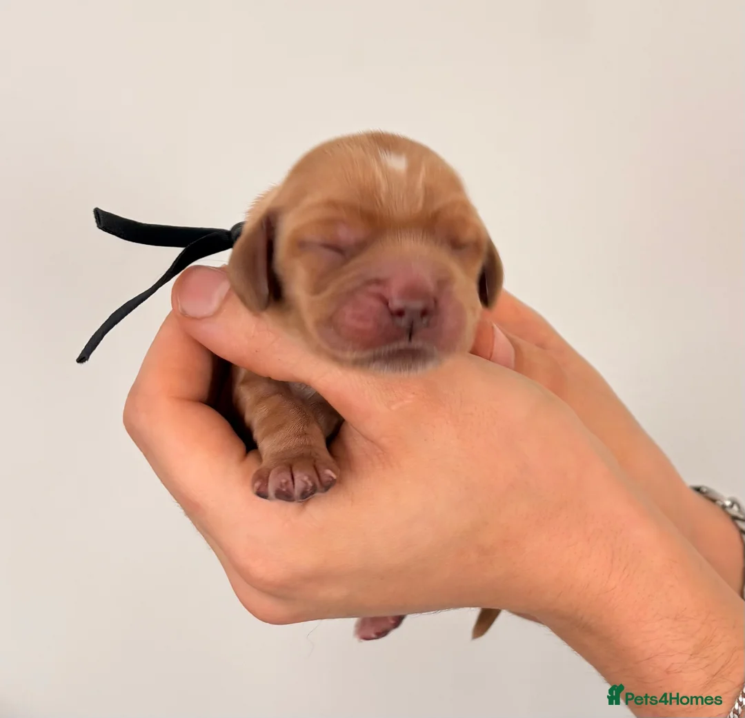 Cocker Spaniel dogs for sale: Beautiful litter of 9 cocker spaniel puppies 🥰 - Advert 16